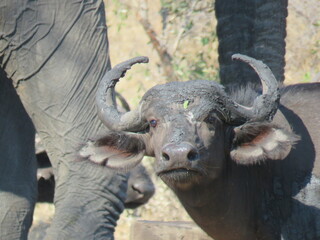 Il bufalo curioso