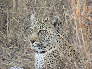 Ghepardo al Kruger