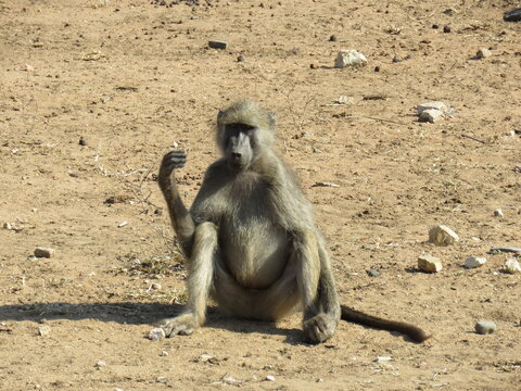 Babbuino italian style