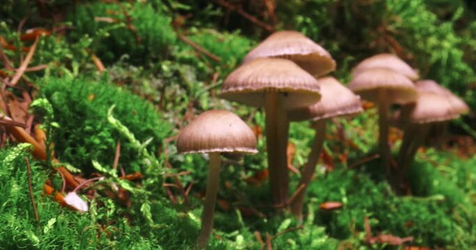 Wild mushrooms on moss in forest. Wildlife in Poland.