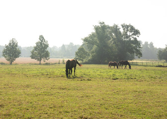 Horses on meadow in the sunlight.