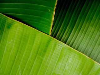 texture background surface of banana leaf