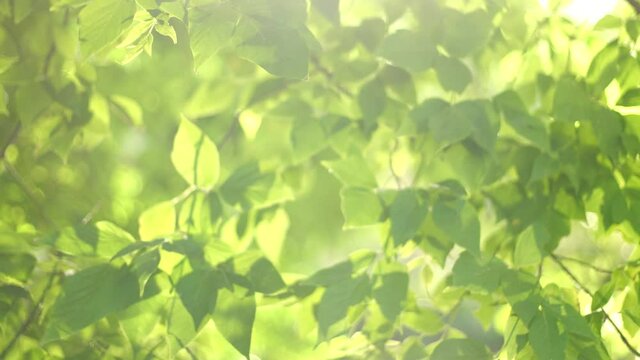 4k stock video footage of beautiful sunny green summer landscape. Close-up view of fresh green leaves of trees with magic sunset sparkling sunlight stars transparenting through foliage and branches