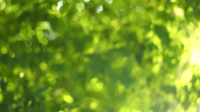 4k stock video footage of beautiful sunny green summer landscape. Close-up view of fresh green leaves of trees with magic sunset sparkling sunlight stars transparenting through foliage and branches