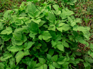 a bunch of wild plants growing on the side of the road
