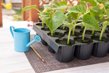 The seedlings are on the table at the dacha in the backyard.