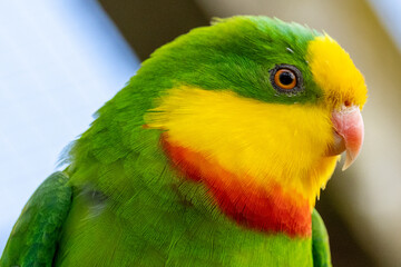 Naklejka premium Superb Parrot of Australia