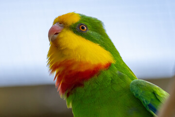 Superb Parrot of Australia