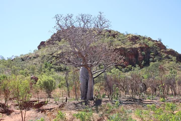 Fototapeten Boab tree (Adansonia gregorii) near the town of Kununurra in the East Kimbrley region of Western Australia.. © SJM 51