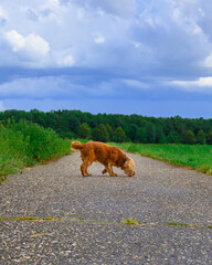 Naklejka premium dog in the field