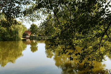 A view of a calm lake with tree branches leaning over it.