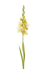 Yellow gladiolus flower isolated on white background.