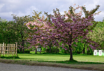 Cherry blossom in Hirosaki Castle