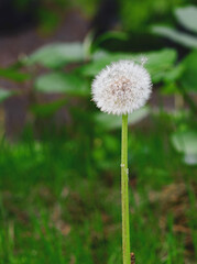 Lactuca indica flower in garden