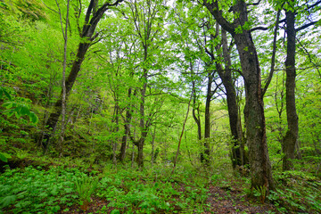 Deep forest of Oirase Gorge in Aomori, Japan