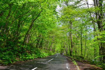 Naklejka premium Deep forest of Oirase Gorge in Aomori, Japan