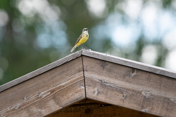 Gray headed wagtail (Motacilla flava Thunbergi) singing in Sweden