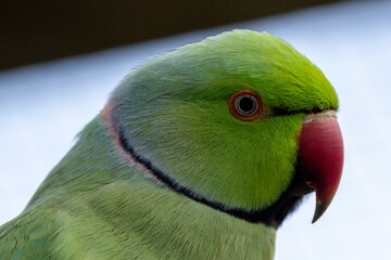 Fototapeta na wymiar Ring Necked Parakeet