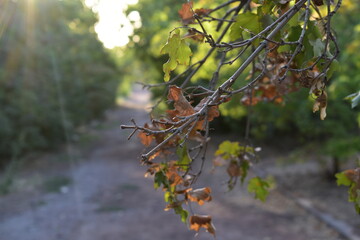 berries on a tree