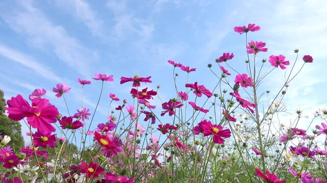 Cosmos flower field with the blue sky. Colorful cosmos flowers swaying in the wind. 4K Shot in Hiroshima Botanical Garden, Japan.