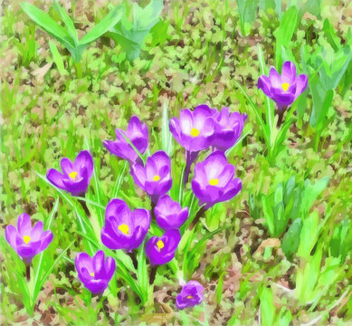 Watercolor floral pattern. Digital Drawing-illustration. The first spring flowers. Lilac crocus, saffron on a flower bed. Primrose. Springtime landscape with crocus flowers.  Natural landscape.