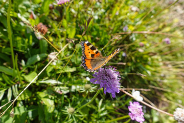 peacock butterfly on a lilac flower in the mountains
