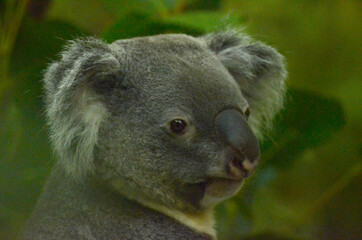 コアラ