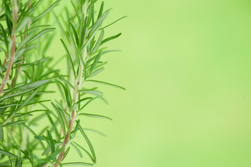 Rosemary plant growing in the garden. rosmarinus officinalis, with copy-space.