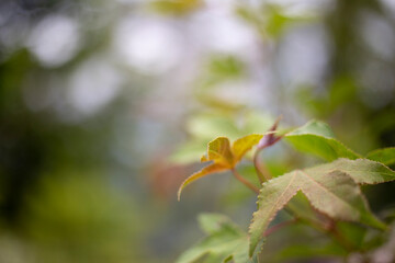 Maple leaves with blurred background