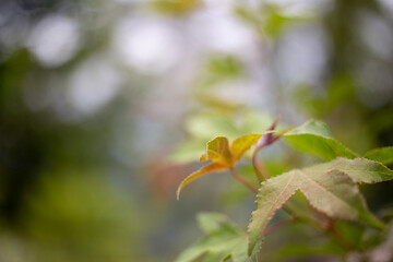 Maple leaves with blurred background
