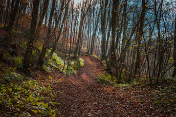 National Park Fruska Gora in Serbia, autumn - obrazy, fototapety, plakaty