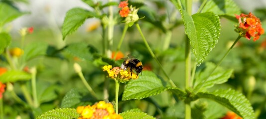 bumblebee sits on a yellow flower and collects pollen on a sunny day in the park