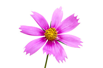 Close up pink cosmos and green stem isolated on white background , clipping path