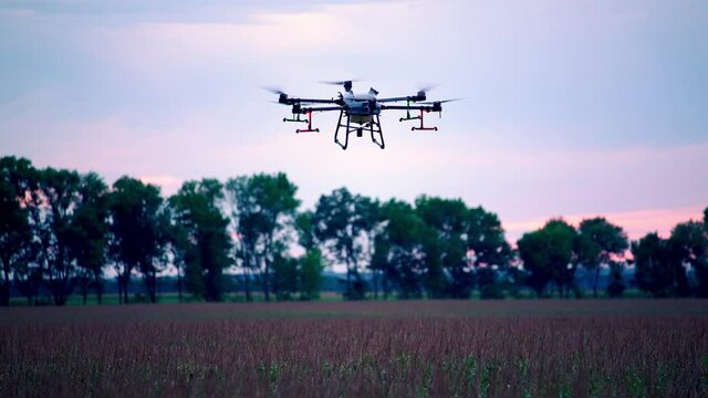 Agro copter works in the field, introduces 33p pesticides. Corn rye and wheat in the field. An agricultural drone aerial vehicle sprays a field at sunset.