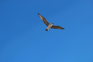 seagull flying in the sky