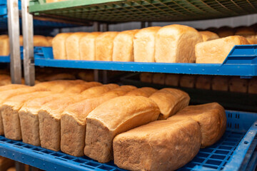 Loaves of bread on blue plastic trays