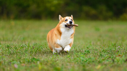 Orange and white happy corgi runs across a green field with a stick in his teeth