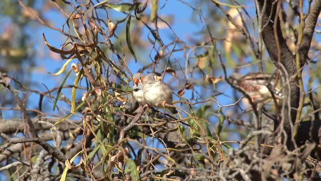 Zebra Finches couple are grooming wildlife birds