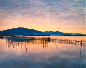 滋賀県　近江八幡市　近江八幡の水郷養殖と夜明け