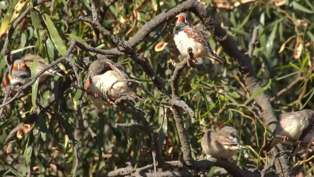 Flock of Zebra Finches are grooming in the wild 