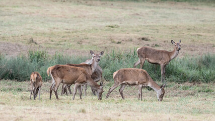 Naklejka na ściany i meble Herd of deer females in the field at twilight (Cervus elaphus)