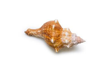 Beautiful sea shell