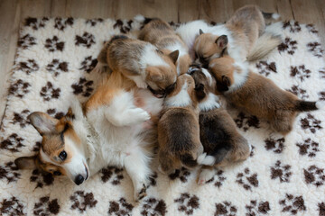 Corgi mother dog feeds six small puppies.