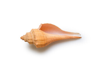 Beautiful sea shell