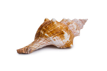 Beautiful sea shell