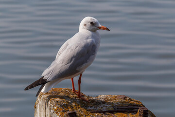 gull standing on pier against water