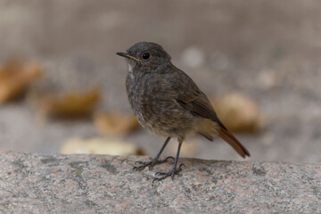 close up of black redstart