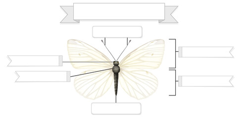 External Anatomy of  a butterfly worksheet