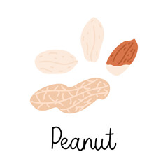 Flat hand-drawn illustration of two peanuts, peanut in a shell with monoline inscription. Colorful vector drawing isolated on white background. 