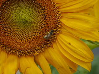 abeille et tournesol